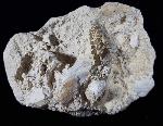 Phacodus punctatus (DIXON 1850) - Bild © FossNet FossilienStore